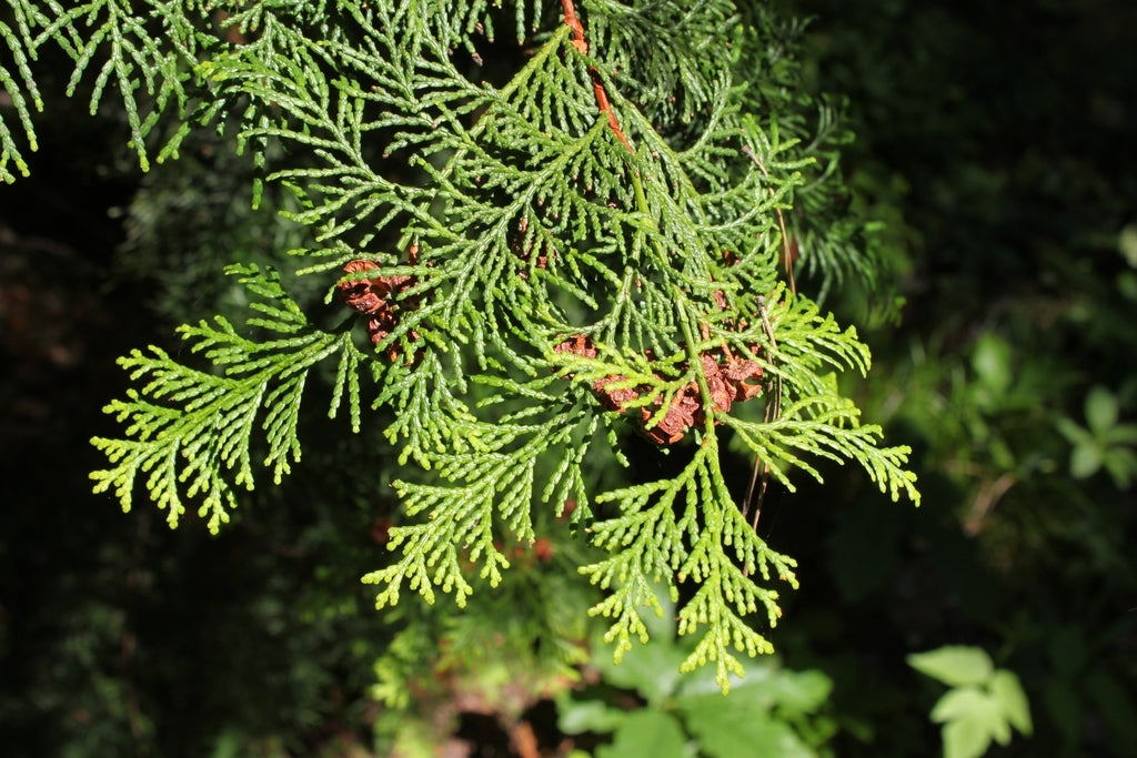 Hinoki Cypress Pygmaea (Chamaecyparis obtusa)