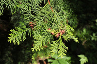 Hinoki Cypress Pygmaea (Chamaecyparis obtusa)
