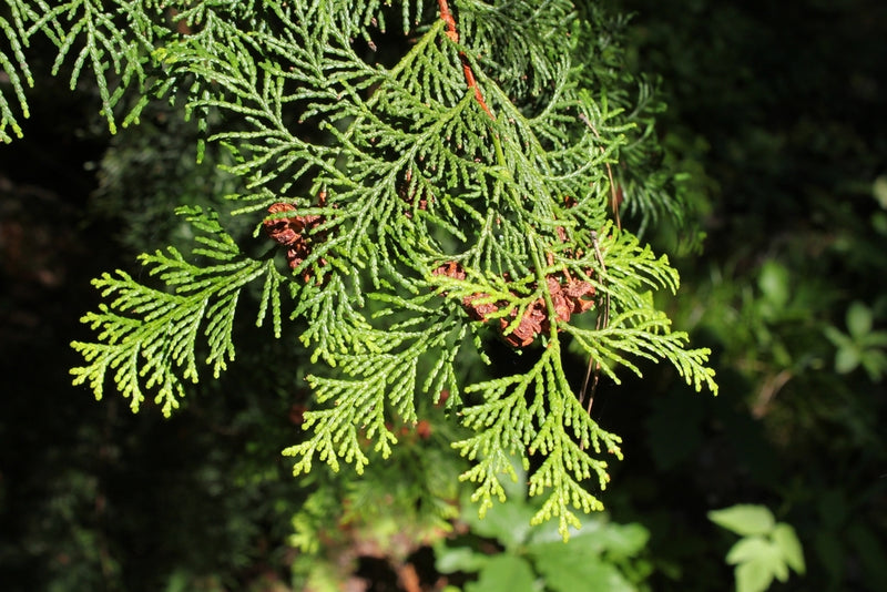 Hinoki Cypress Pygmaea (Chamaecyparis obtusa)