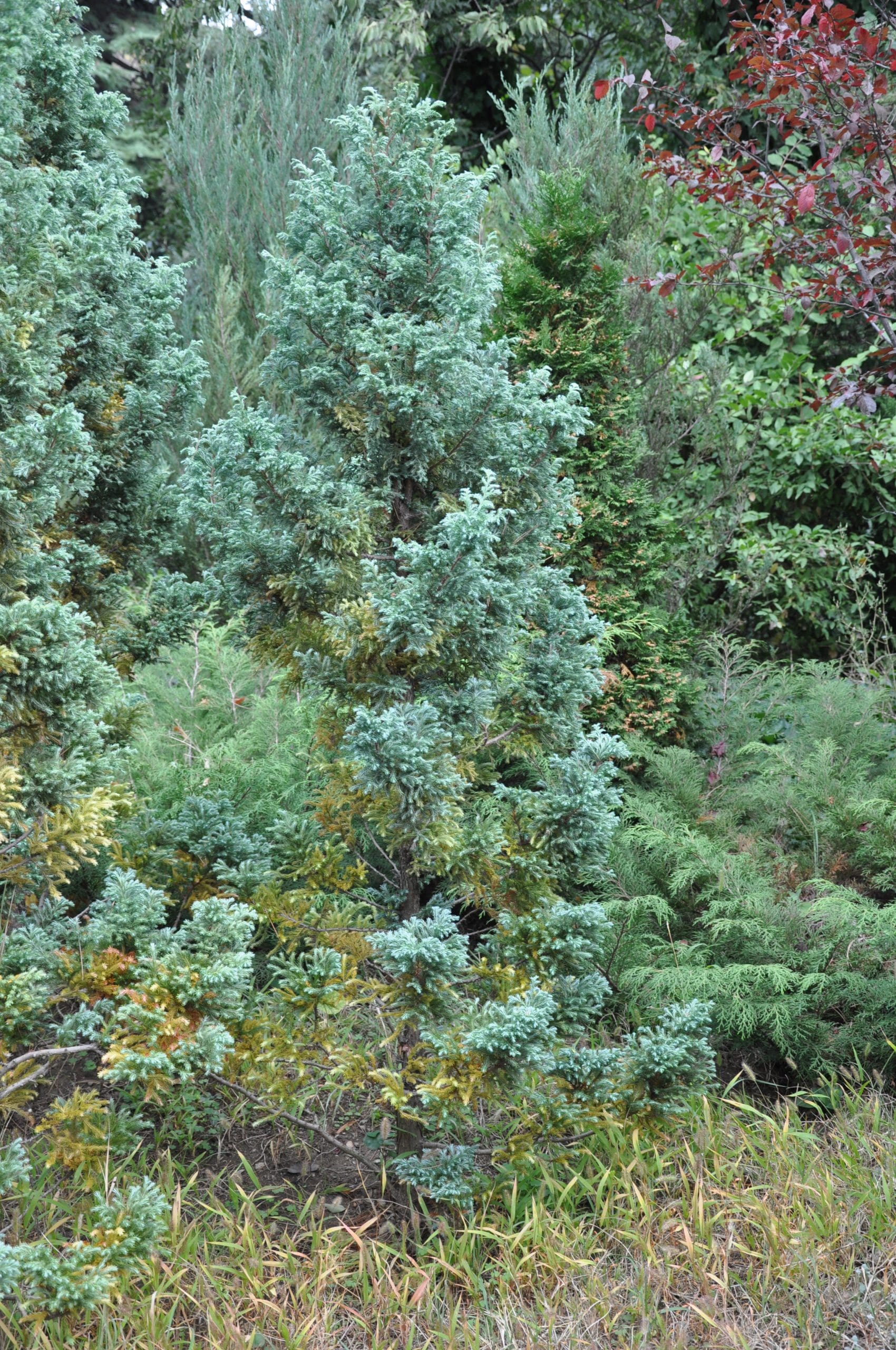 Sawara Cypress Boulevard (Chamaecyparis pisifera)