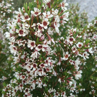 Chamelaucium floriferum