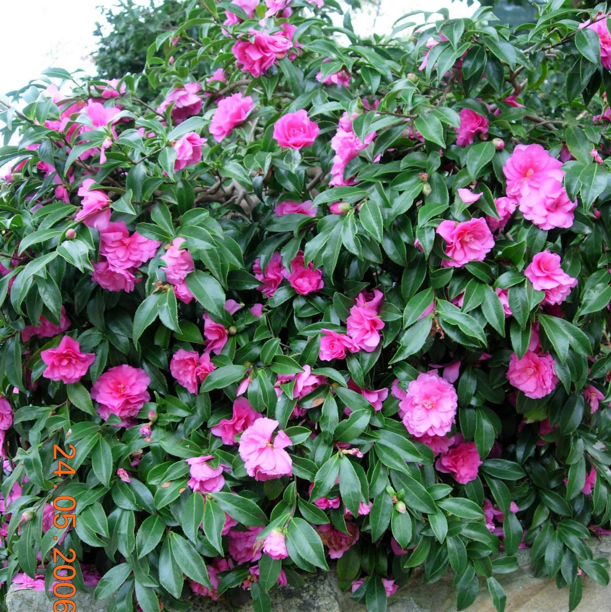 Sasanqua Camellia Chansonette (Camellia sasanqua)