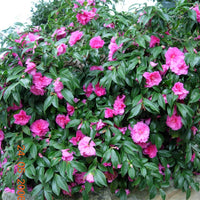 Sasanqua Camellia Chansonette (Camellia sasanqua)