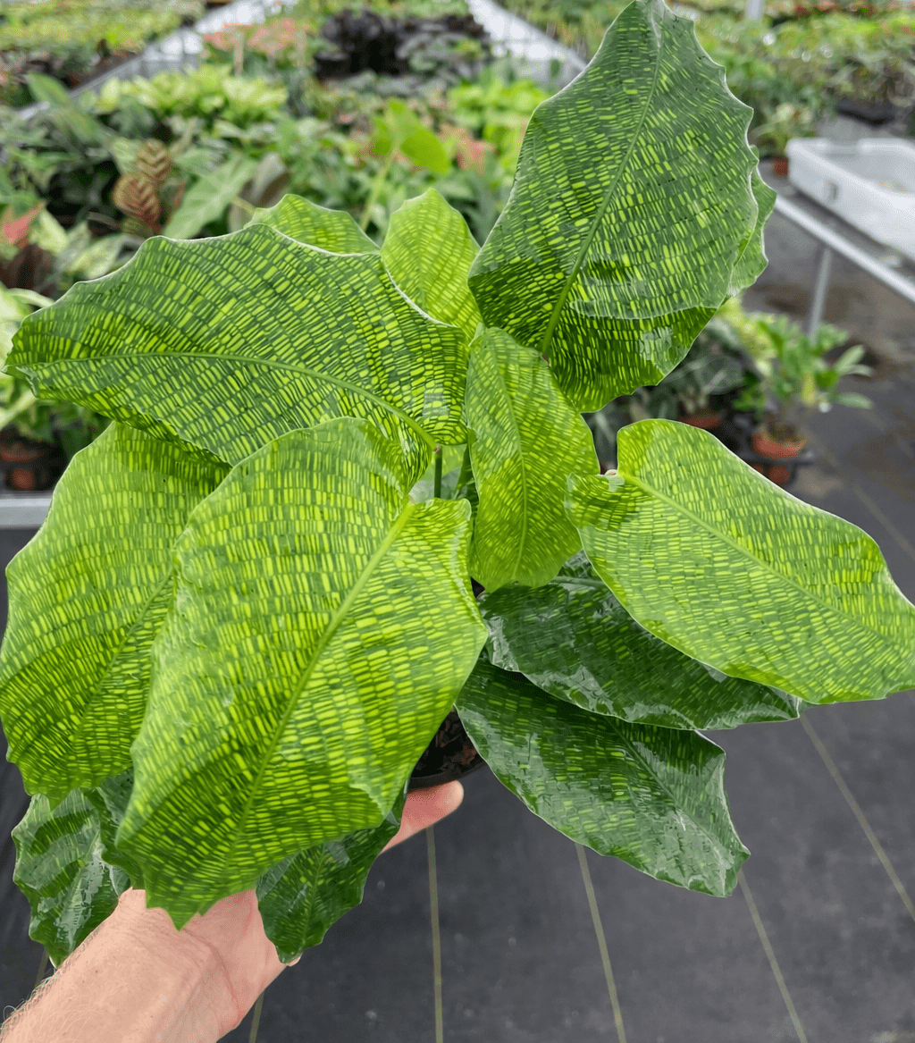 Calathea musaica 'Network' - Ladybird Nursery