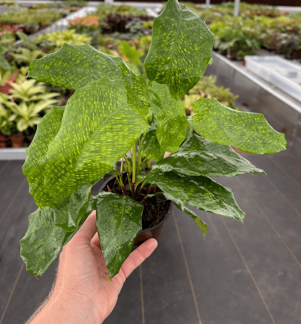 Calathea musaica 'Network' - Ladybird Nursery