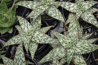 Aloe Queen Marowa (Aloe somaliensis) - Ladybird Nursery