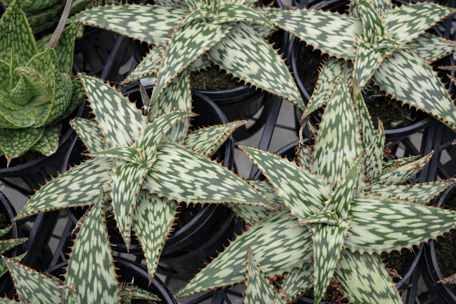 Aloe Queen Marowa (Aloe somaliensis) - Ladybird Nursery