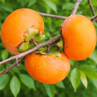 Dwarf Persimmon ‘Ichikikijiro’ (Non - Astringent) - Ladybird Nursery