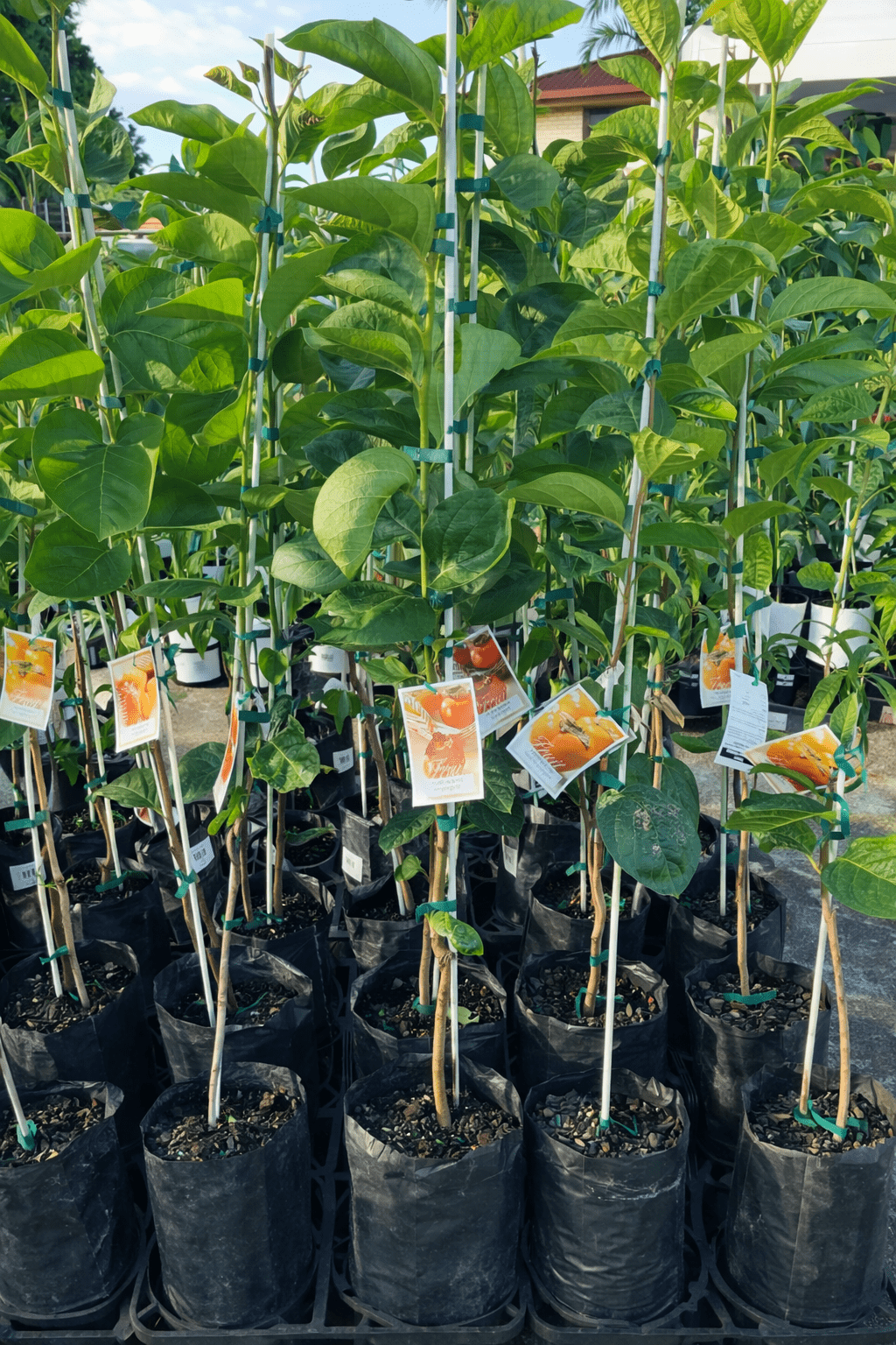 Dwarf Persimmon ‘Ichikikijiro’ (Non - Astringent) - Ladybird Nursery