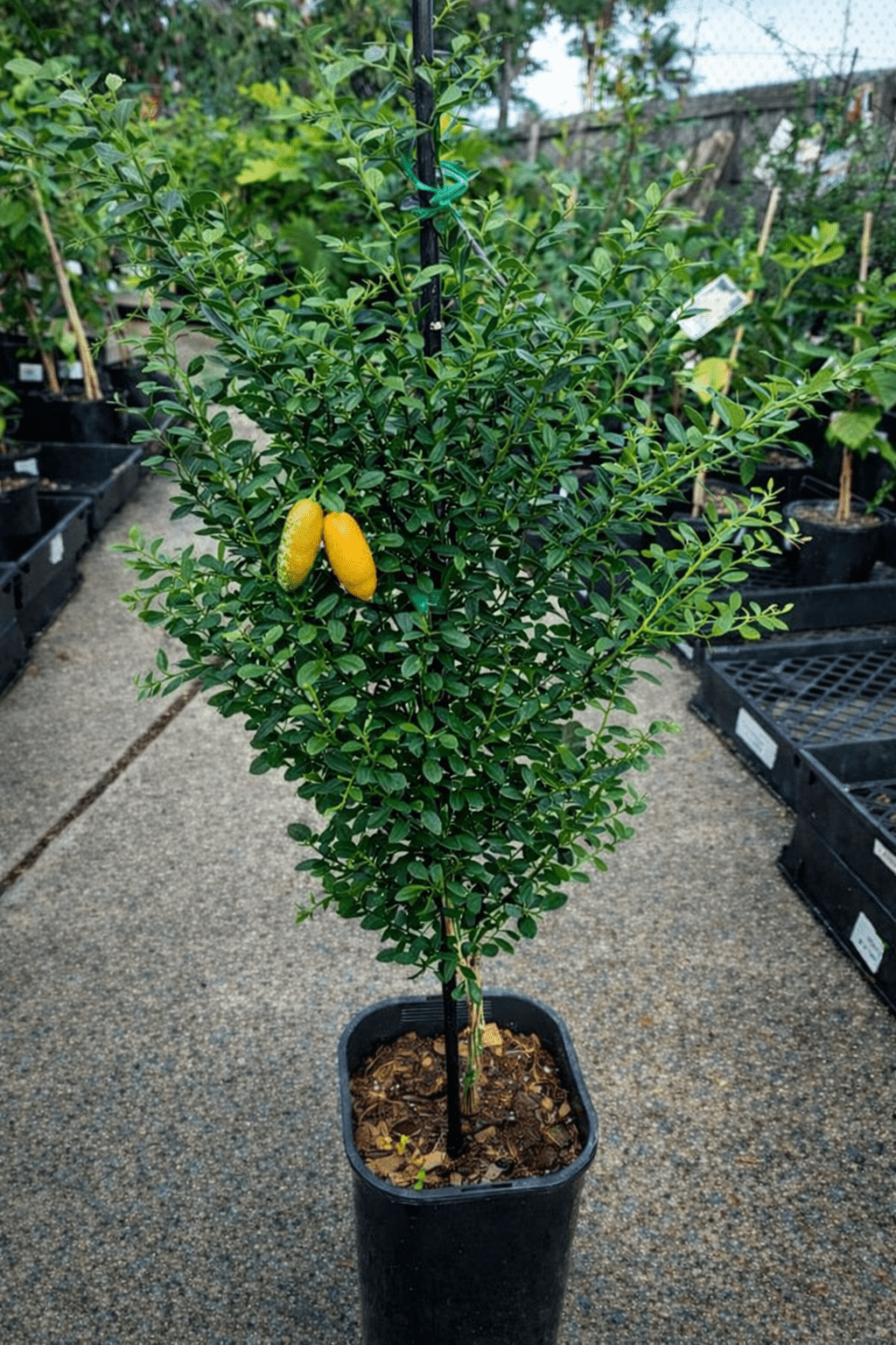 Gold Finger Lime (Grafted) QLD ONLY - Ladybird Nursery