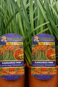 Kangaroo Paw 'Landscape Tangerine' (Anigozanthos) - Ladybird Nursery