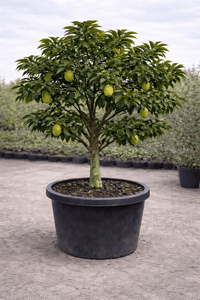 Lemon Lisbon 500mm (Pickup Only) - Ladybird Nursery