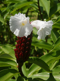 Crepe Ginger (Cheilocostus speciosus) - Ladybird Nursery