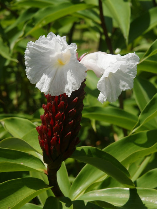 Crepe Ginger (Cheilocostus tatai) - Ladybird Nursery