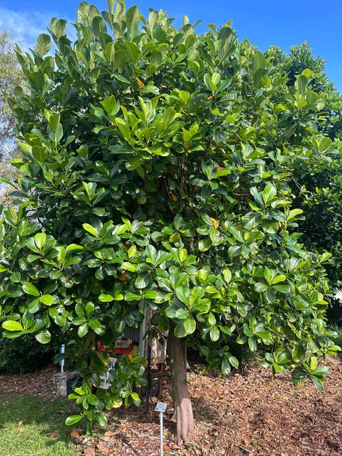 Chempejack - Ladybird Nursery