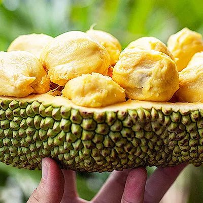 Chempejack - Ladybird Nursery