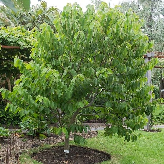 Cherimoya Rosa - Ladybird Nursery