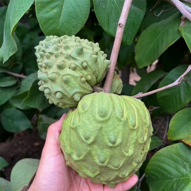 Cherimoya Rosa - Ladybird Nursery