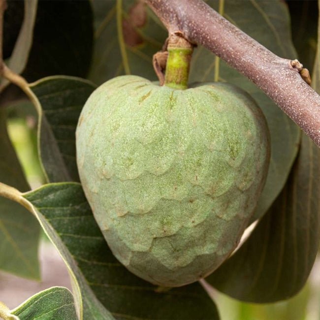 Cherimoya Rosa - Ladybird Nursery