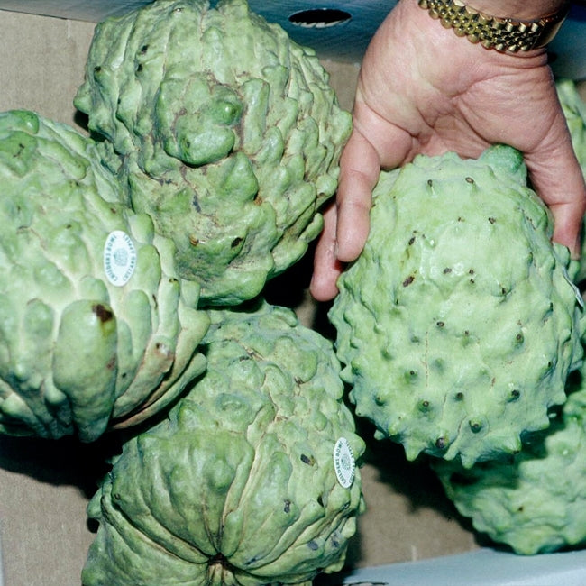 Cherimoya Rosa