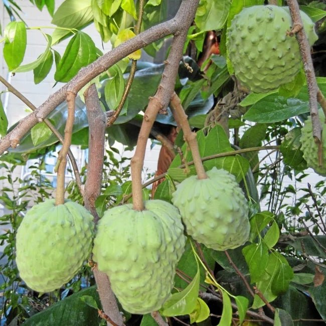 Cherimoya Sofia - Ladybird Nursery