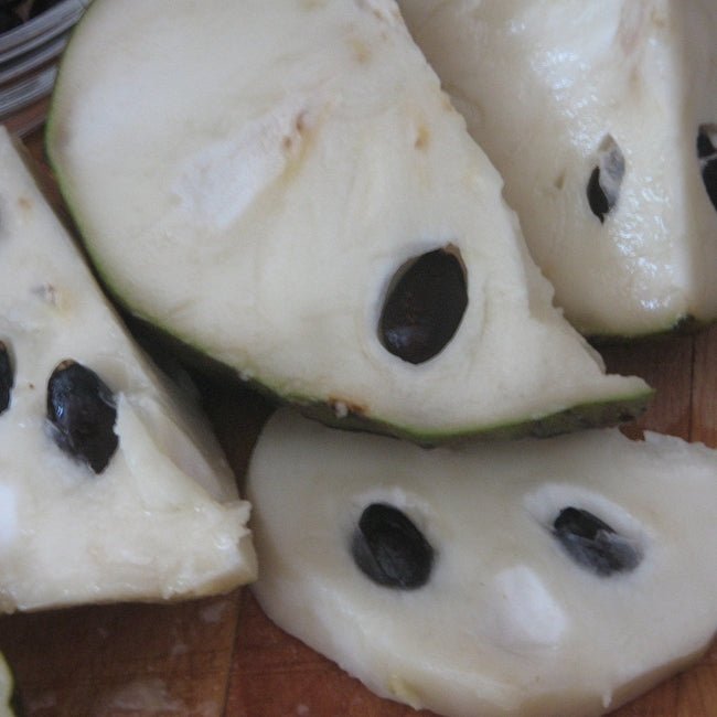Cherimoya Sofia - Ladybird Nursery