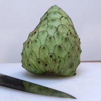 Cherimoya Sofia - Ladybird Nursery