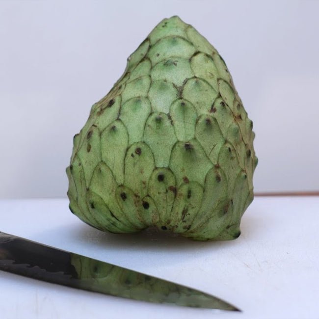 Cherimoya Sofia - Ladybird Nursery