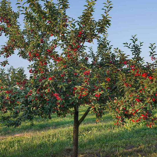 2-Way Cherry 'Royal Rainier + Stella'