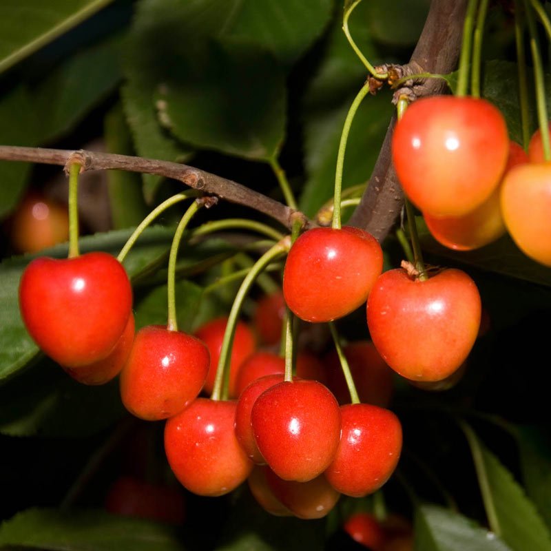 2 - Way Cherry 'Royal Rainier + Stella' - Ladybird Nursery