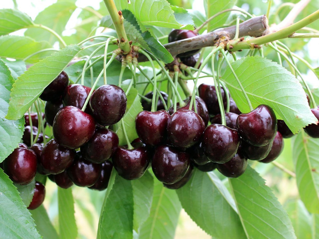 Cherry Black Boy - Ladybird Nursery