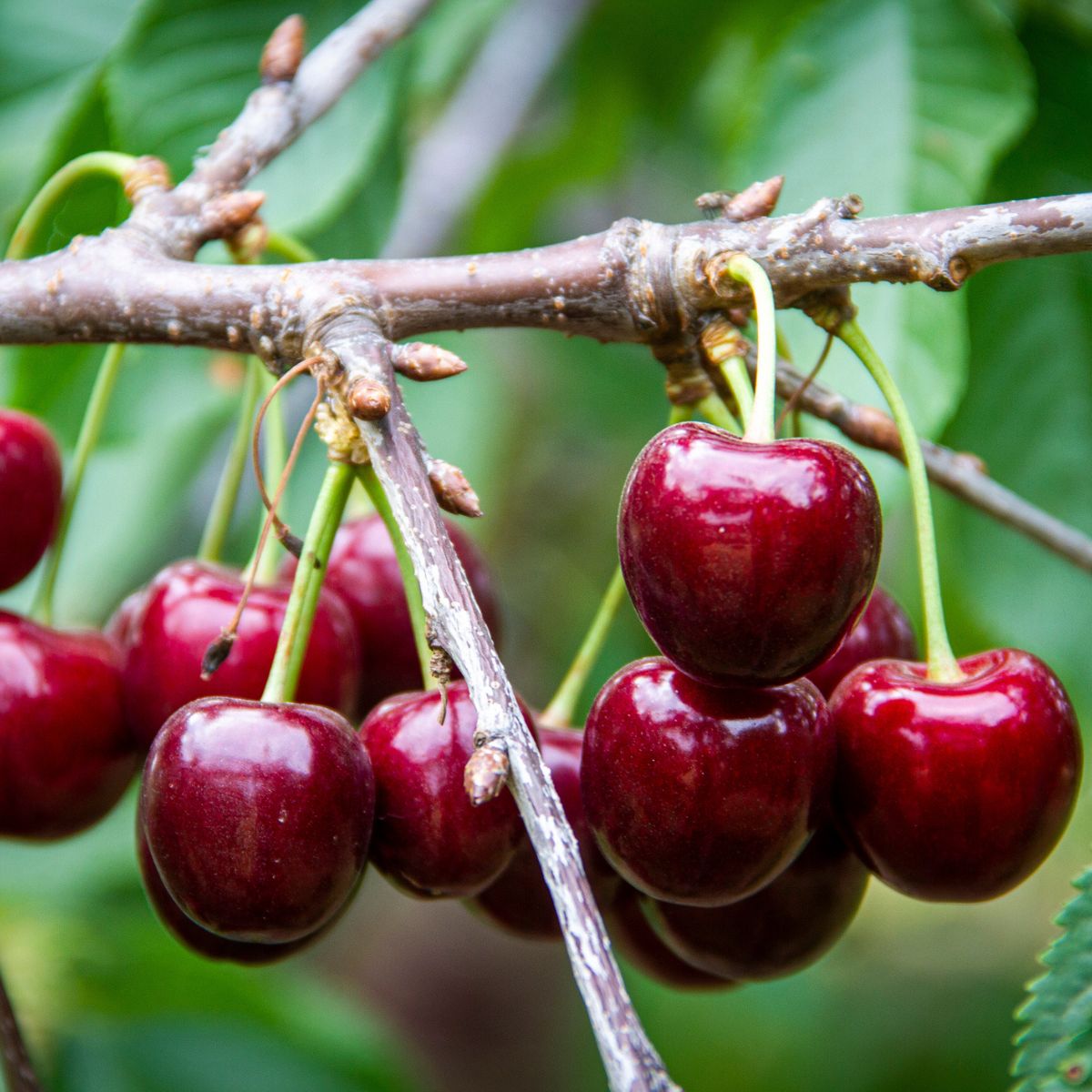 Cherry 'Lapins' Advanced (Pickup Only) - Ladybird Nursery