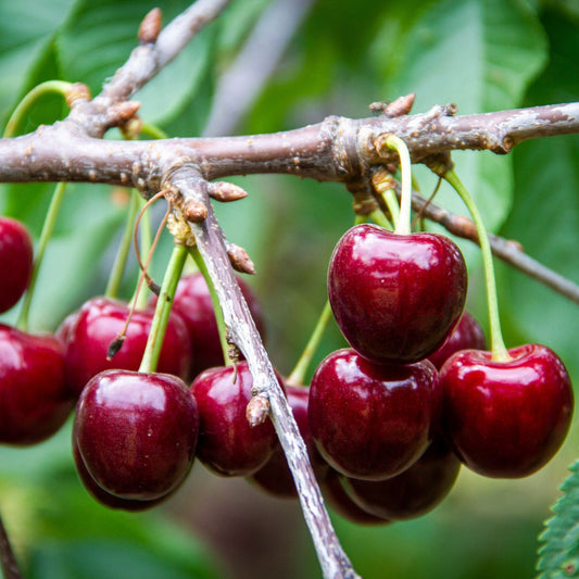 Cherry 'Lapins' Advanced (Pickup Only) - Ladybird Nursery