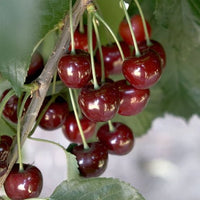Cherry Minnie Royal - Ladybird Nursery