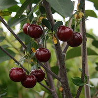 Cherry Morello - Ladybird Nursery