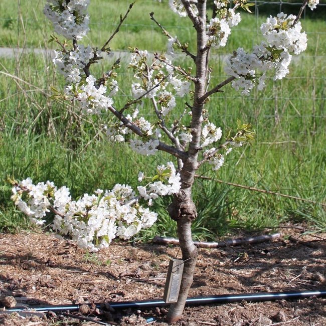 Cherry Pretty Gully - Ladybird Nursery