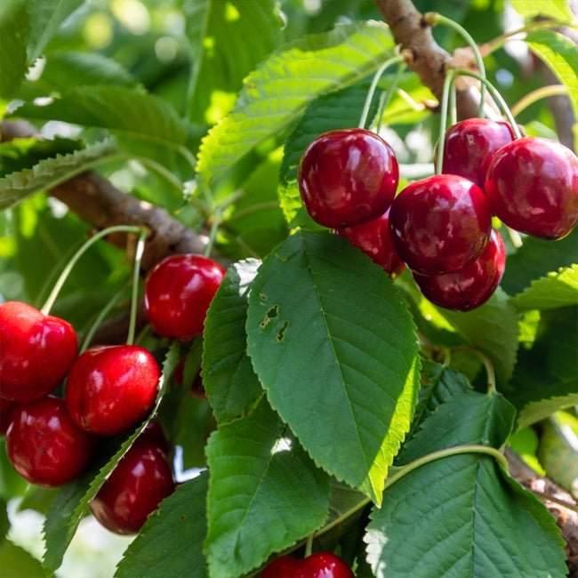 Cherry Pretty Gully - Ladybird Nursery