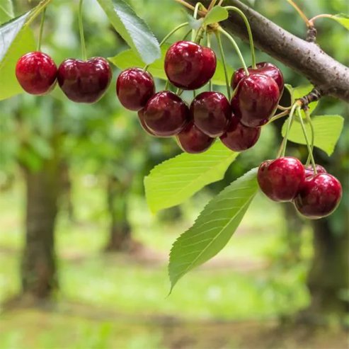 Cherry 'Royal Crimson' 250mm