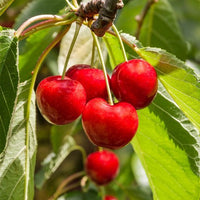 Cherry Royal Lee - Ladybird Nursery