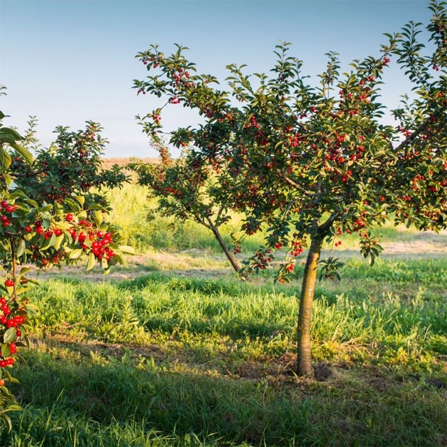 Cherry Royal Rainier - Ladybird Nursery
