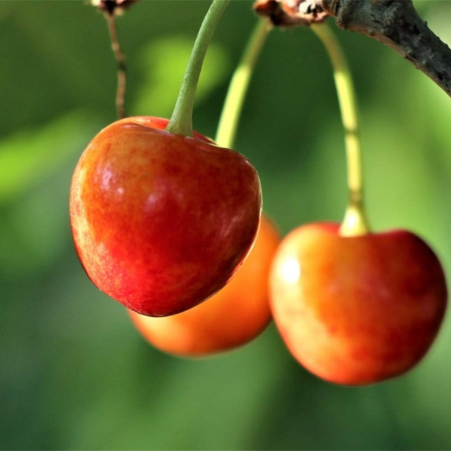 Cherry  Royal Rainier