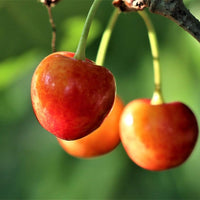 Cherry  Royal Rainier