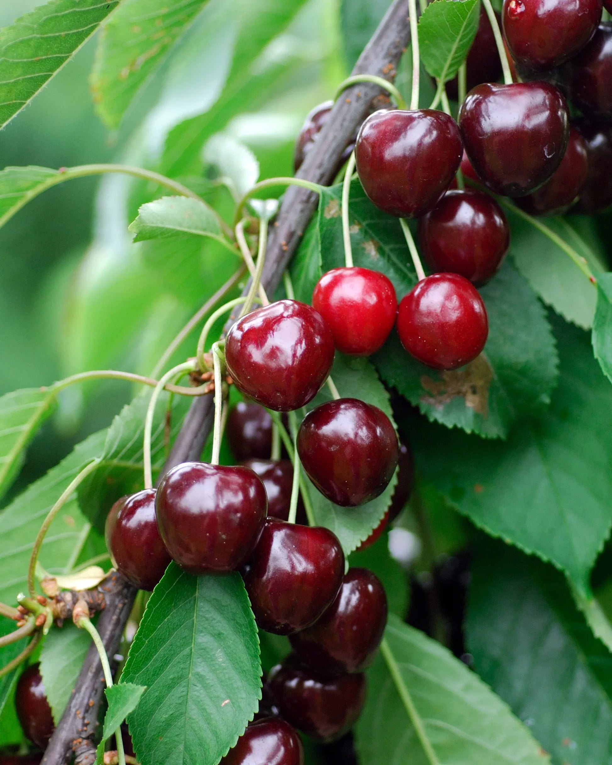 Cherry  'Sir Don' PBR