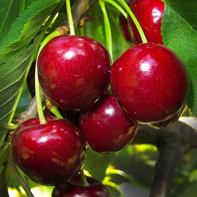 Cherry  Starkrimson