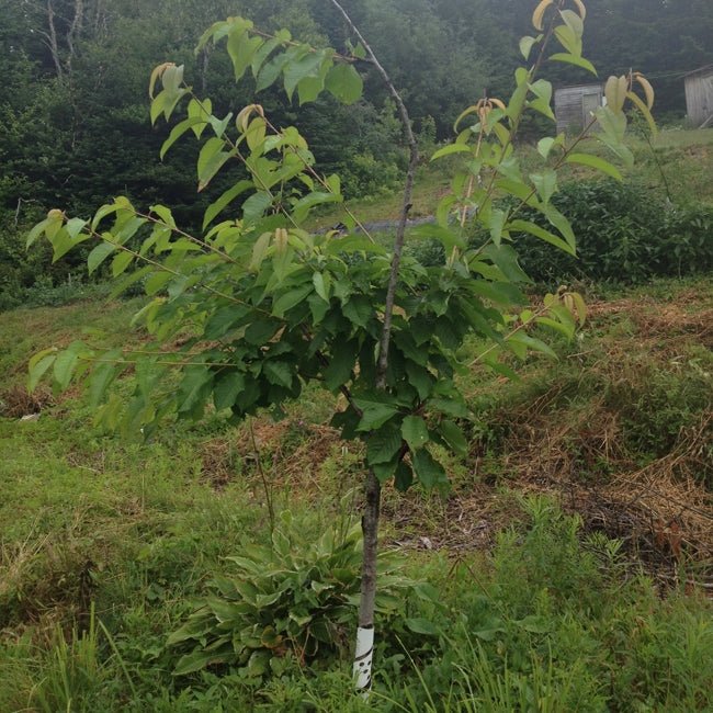 Cherry Starkrimson - Ladybird Nursery