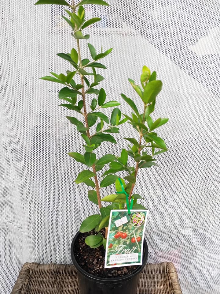 Acerola Cherry (California Sweet) - Ladybird Nursery