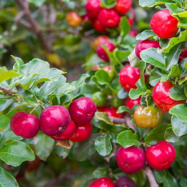 Acerola Cherry (California Sweet) - Ladybird Nursery
