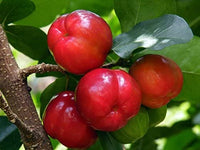 Acerola Cherry (California Sweet)