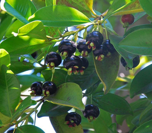 Grumichama Cherry (Grumichama - Eugenia) - Ladybird Nursery