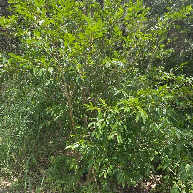 Cherry of Rio Grande